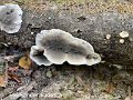 Bjerkandera adusta-amf1816-1